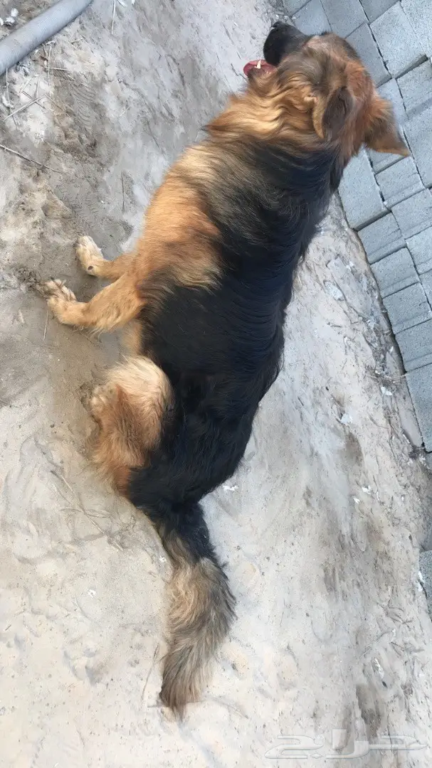 جيرمن لونق هير  (image 2)