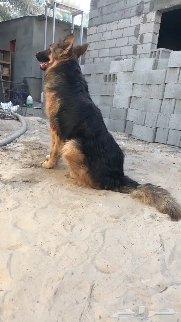 جيرمن لونق هير  (image 3)