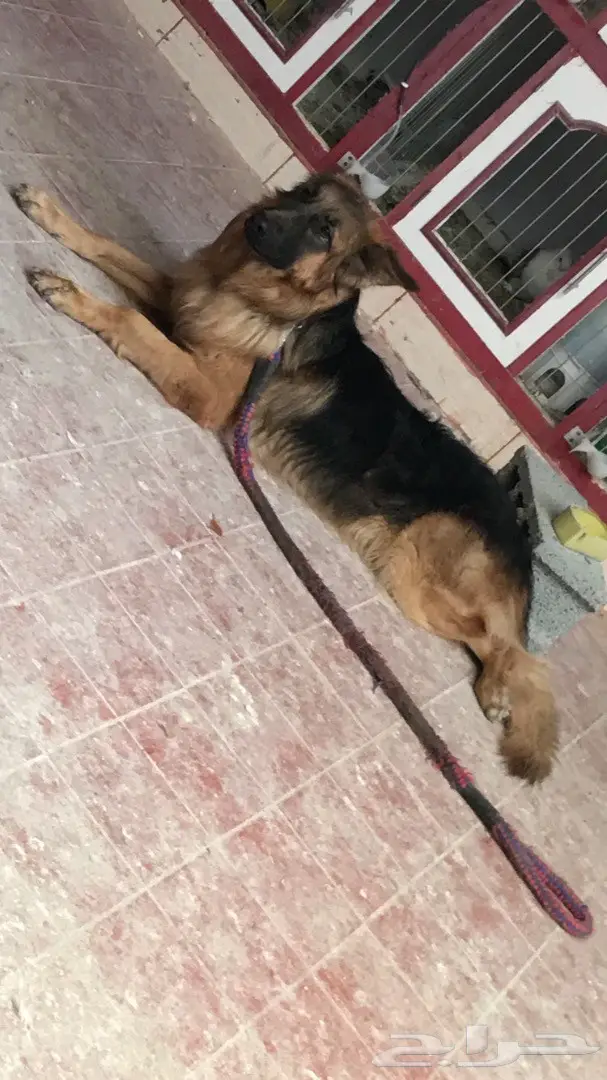 جيرمن لونق هير  (image 4)