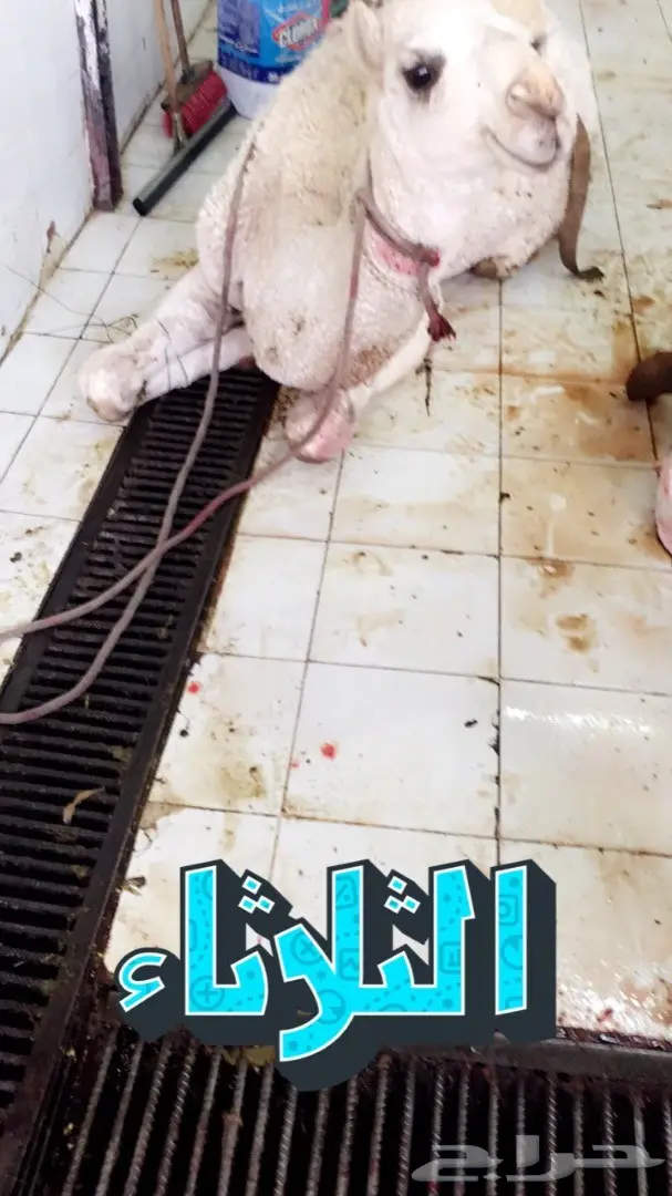 نحر اليوم حاشي بري لباني زبدهه 