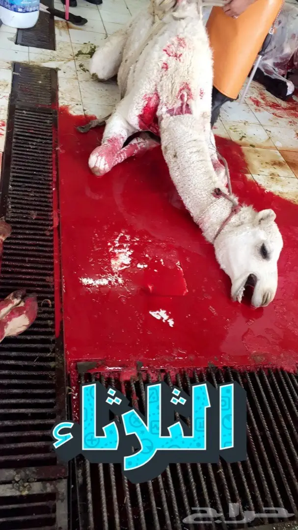 نحر اليوم حاشي بري لباني زبدهه  (image 1)