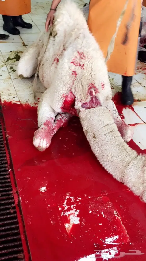 نحر اليوم حاشي بري لباني زبدهه  (image 2)