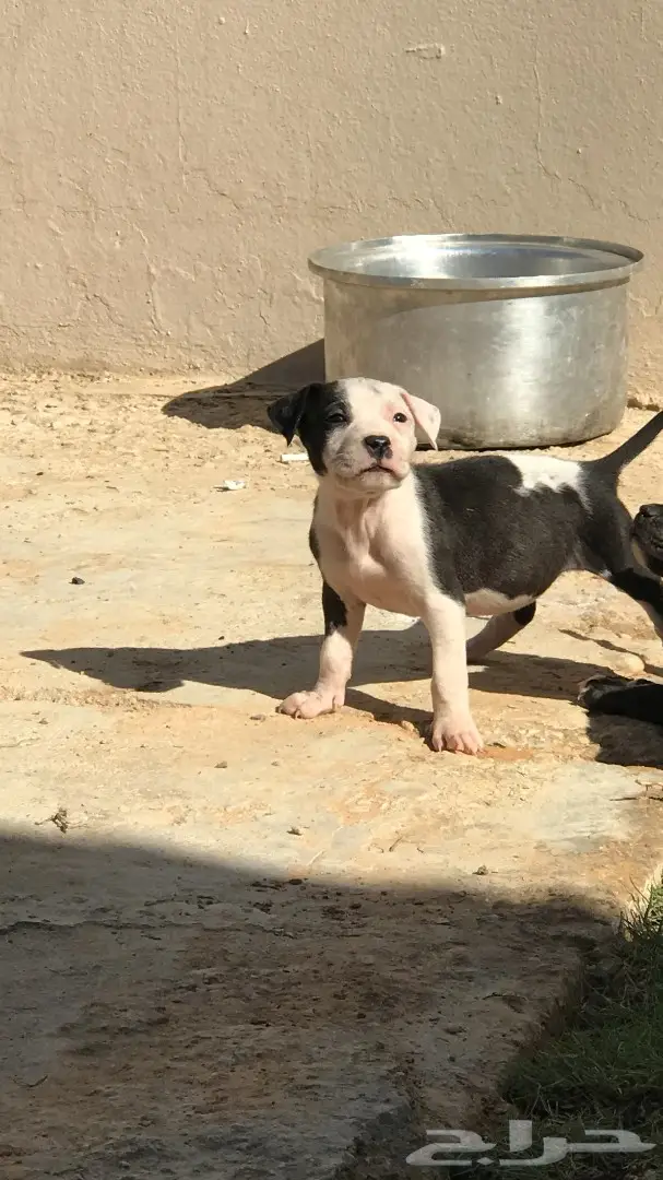 للبيع جراوي بيتبول 