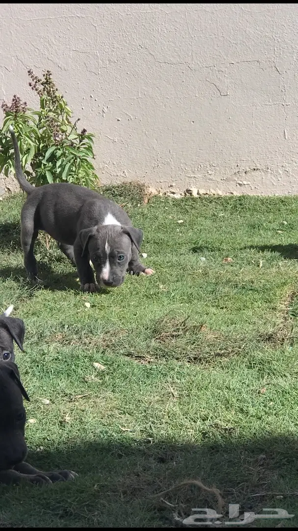 للبيع جراوي بيتبول  (image 3)