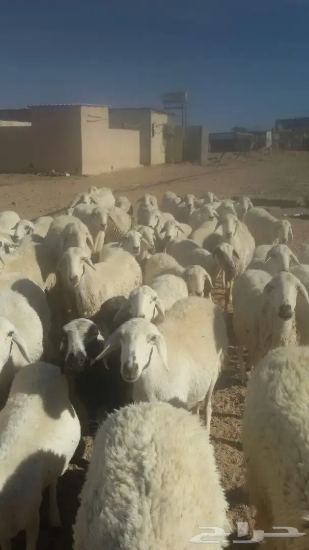 غنم مابين ثنيه ورباع وسدس 