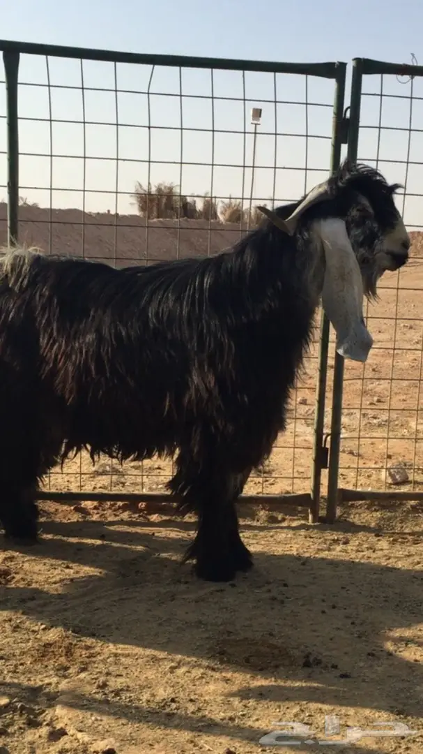 فحل عارٍ... فرصة لا تُفوّت! (image 2)