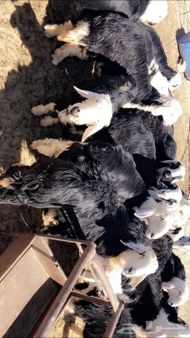 بهم نجد -نعيم