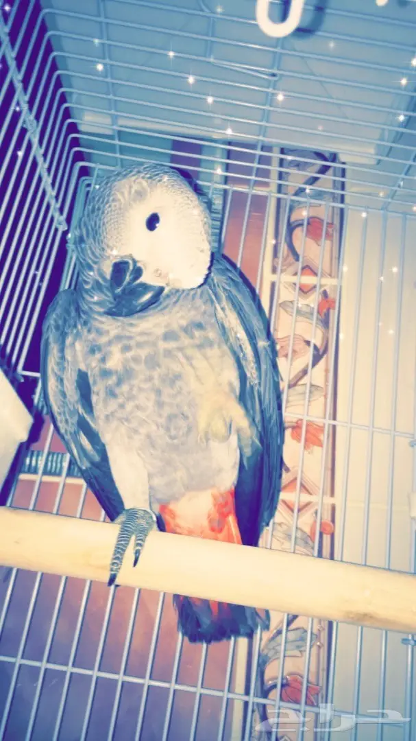 كاسكو انتاج محلي فروخ 3 