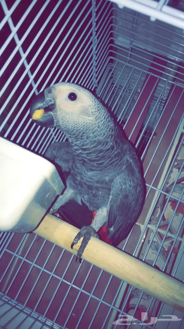 فروخ كاسكو - إنتاج محلي (image 1)