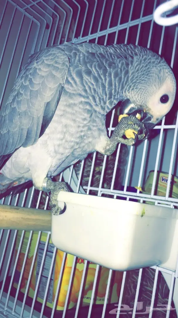 فروخ كاسكو - إنتاج محلي (image 3)