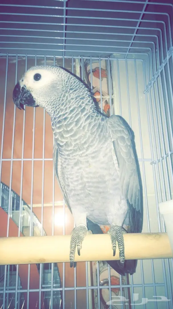 فروخ كاسكو - إنتاج محلي (image 4)