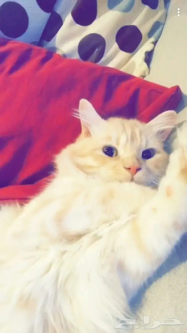 قطط للبيع في مكه وفيه توصيل لجده 