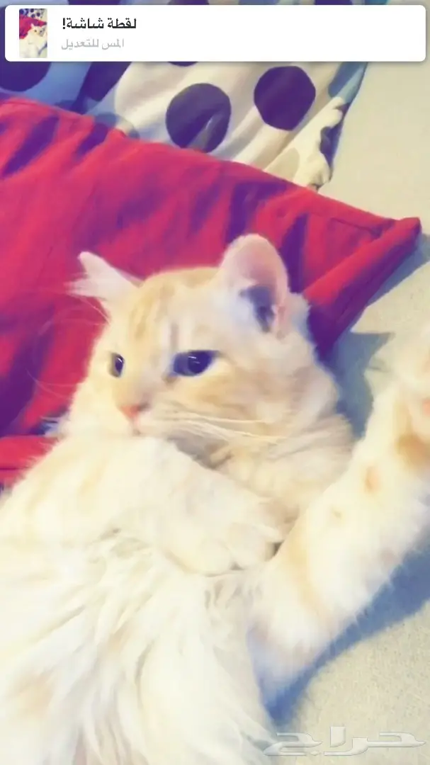قطط للبيع في مكه وفيه توصيل لجده  (image 1)