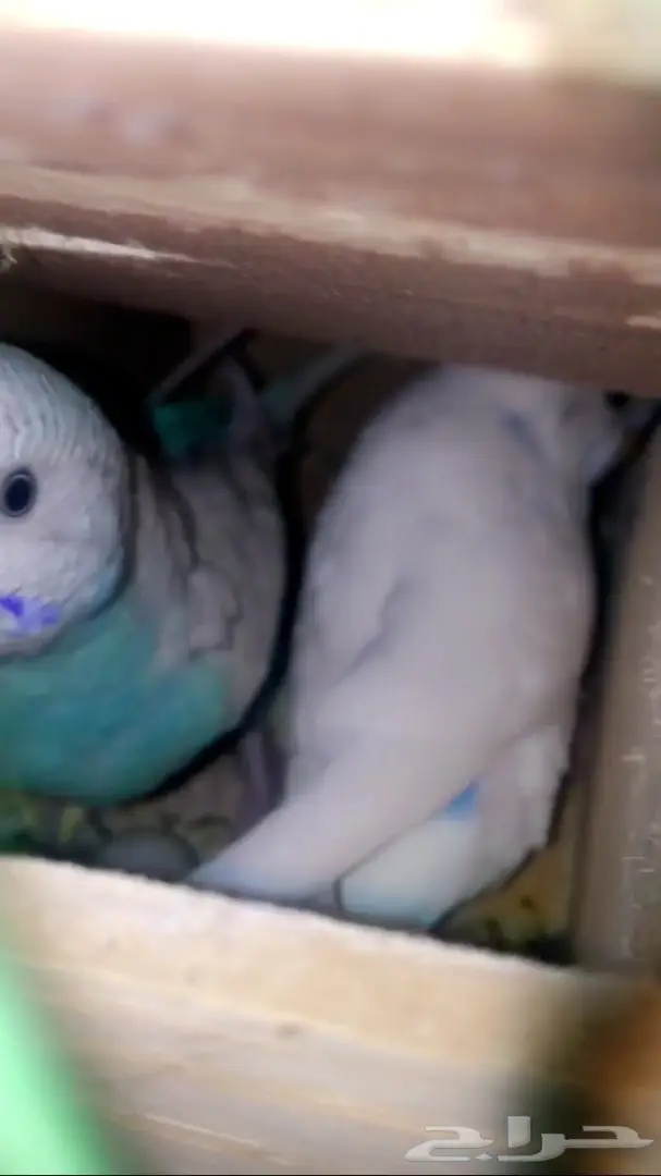 جوز بادجي هولندي مع 4 بيضات