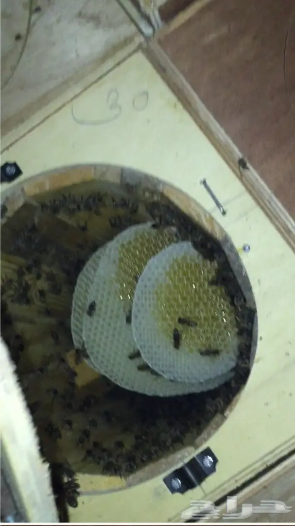 عسل عسل سدر مضمون على الشرط10 الاف اذا اختلف  (image 12)