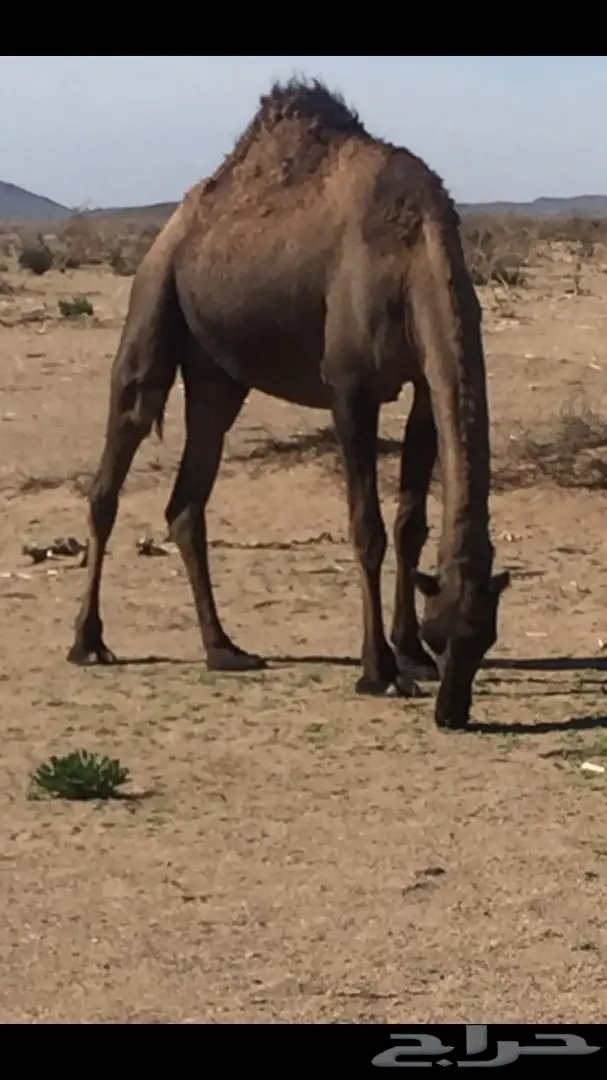 يوجد حراج على بيع ابل يوم الخميس شرق المدينه 