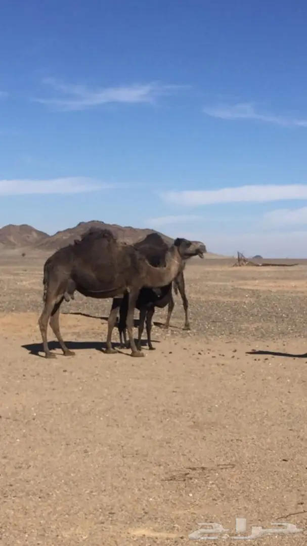 يوجد حراج على بيع ابل يوم الخميس شرق المدينه  (image 2)