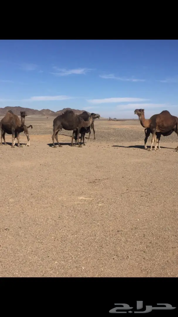 يوجد حراج على بيع ابل يوم الخميس شرق المدينه  (image 3)