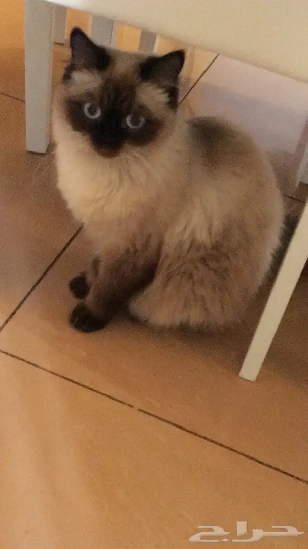 قطة هملايا مون فيس Moonface للبيع