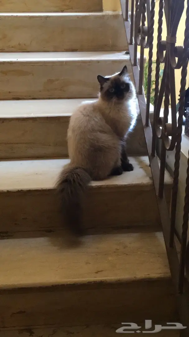 قطة هملايا مون فيس Moonface للبيع (image 1)