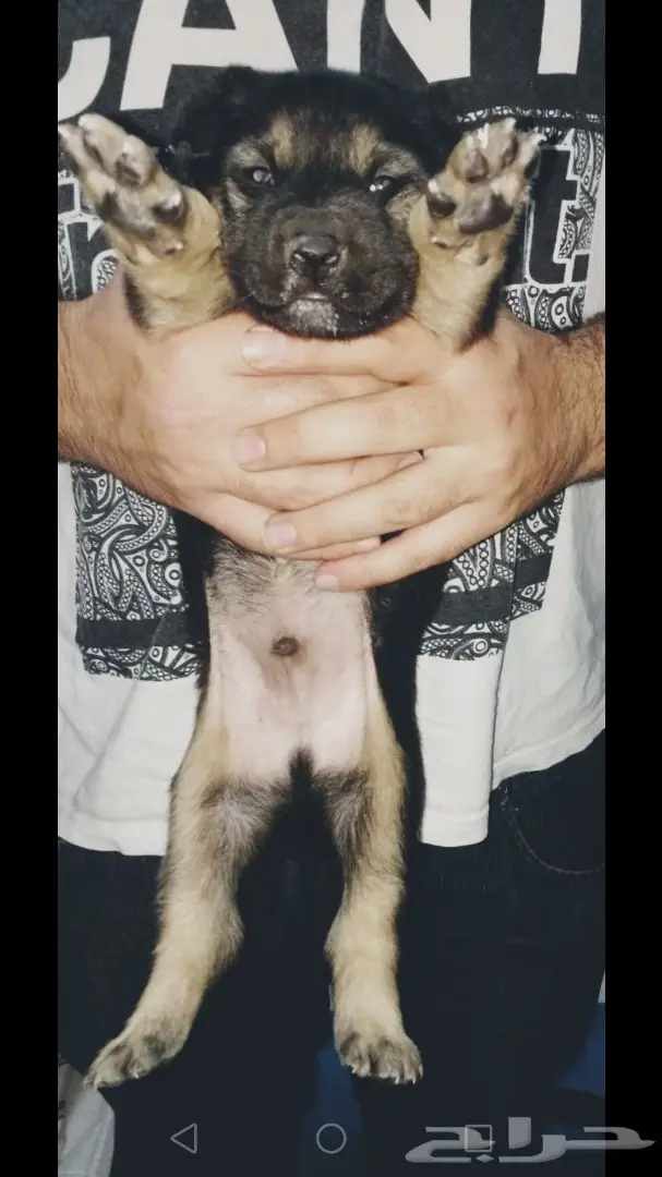 للبيع جرو جيرمن شيبرد 