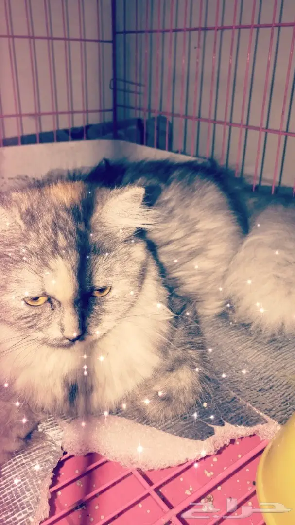 قطة شيرازيه للبيع. (image 2)