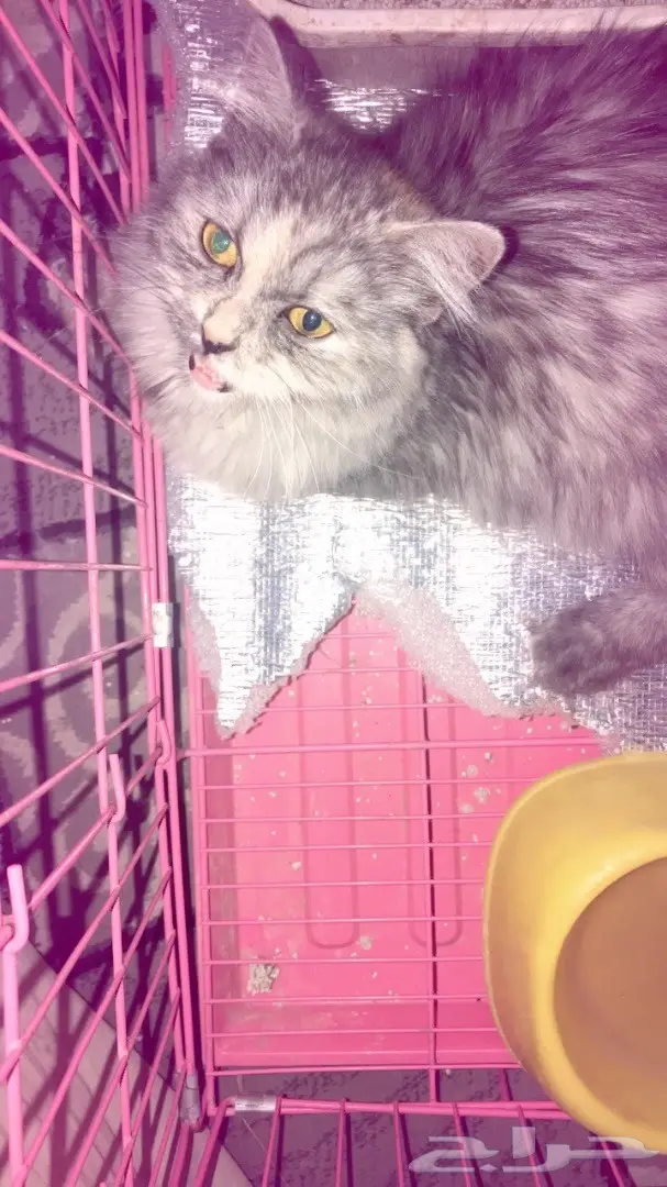 قطة شيرازيه للبيع. (image 3)