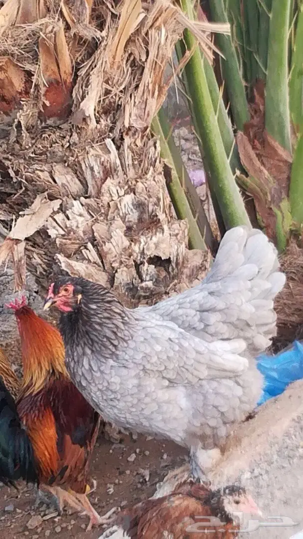 حمام للبيع  (image 4)