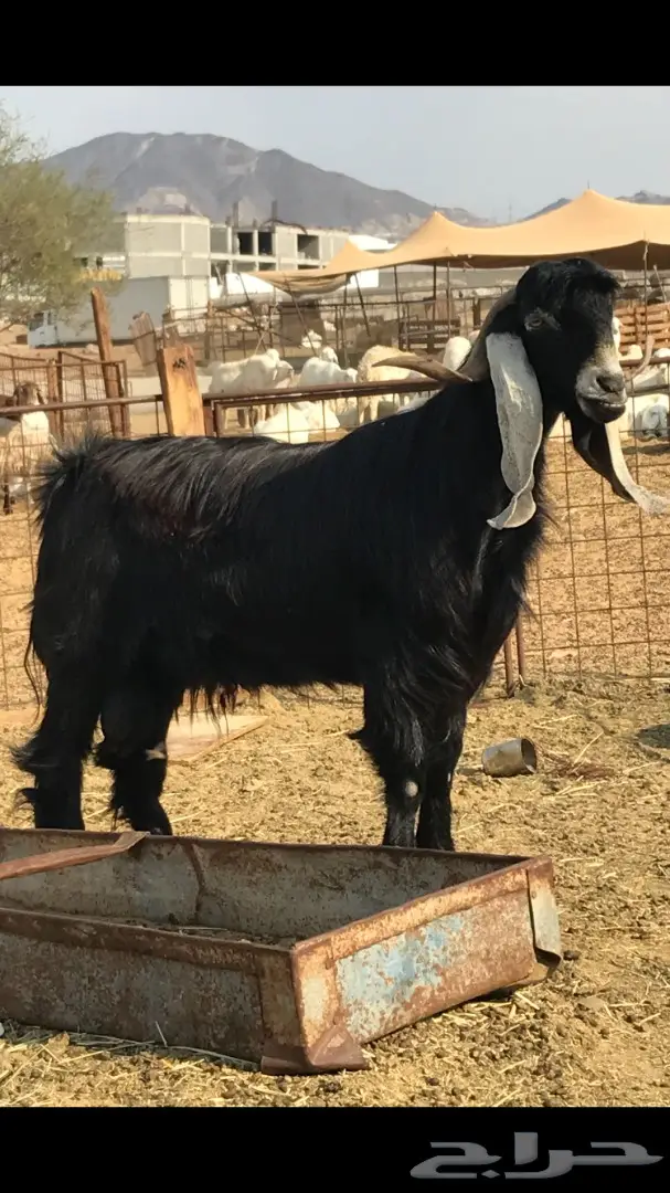 معزا عدد 23 مختلفة الاعمار شبب من مراح واحد ط