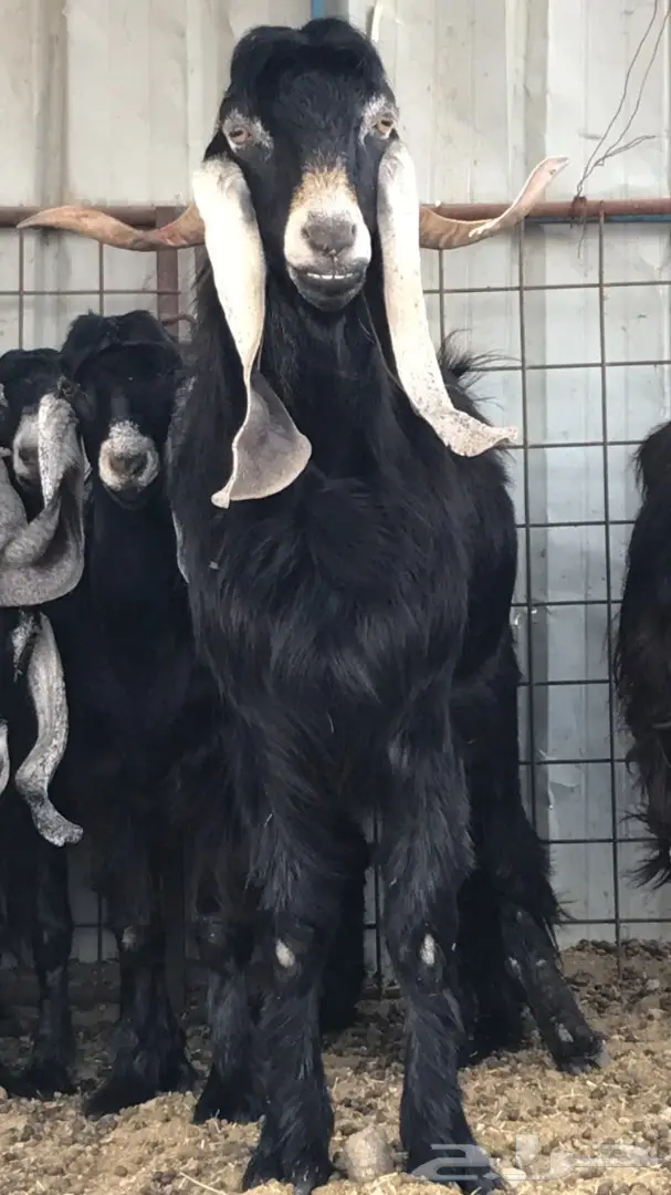 معزا عدد 23 مختلفة الاعمار شبب من مراح واحد ط (image 1)