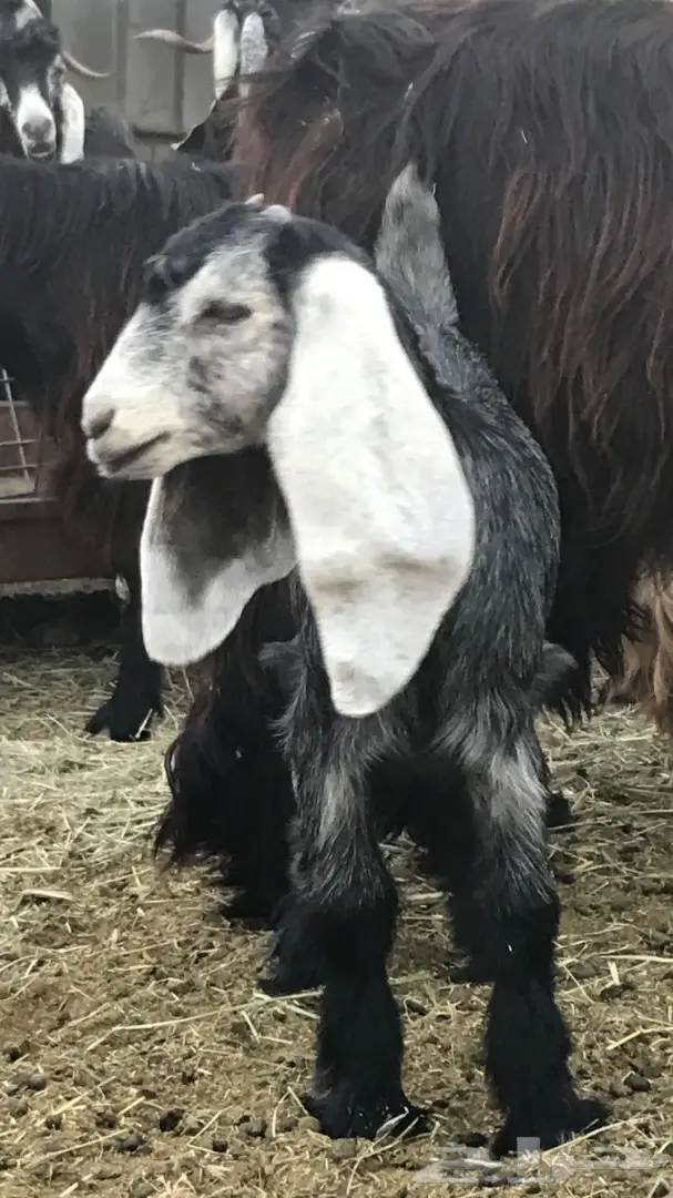 معزا عدد 23 مختلفة الاعمار شبب من مراح واحد ط (image 2)