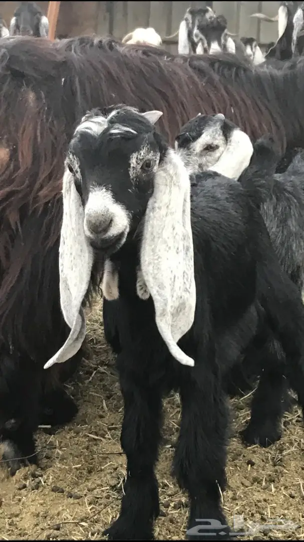 معزا عدد 23 مختلفة الاعمار شبب من مراح واحد ط (image 3)