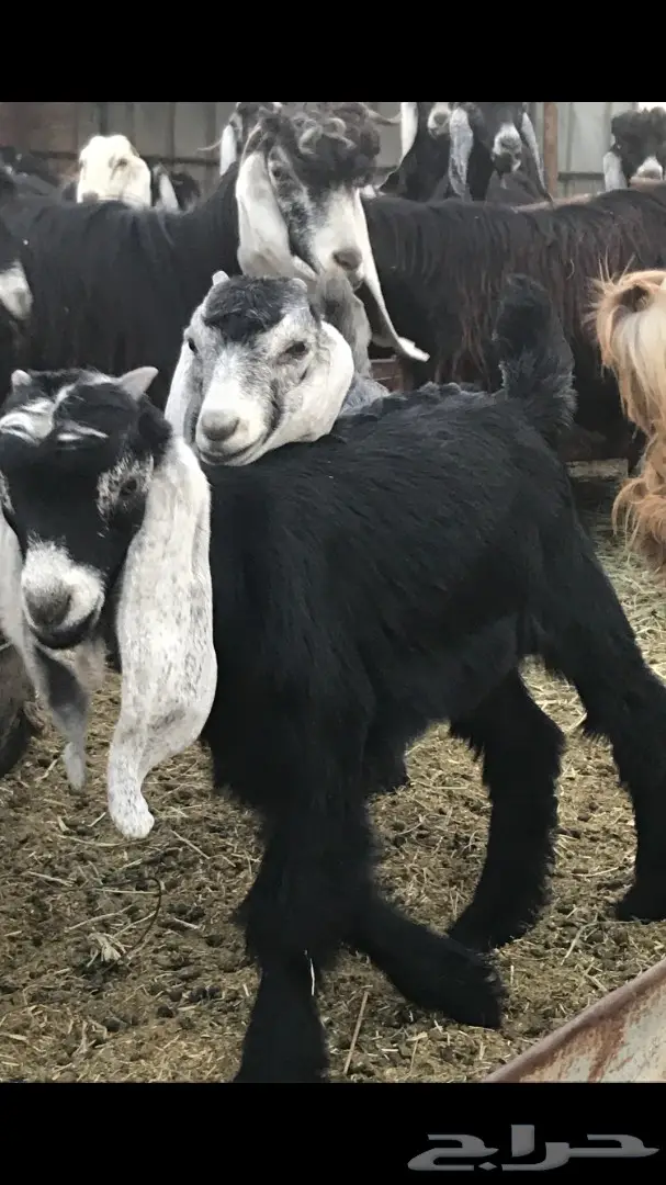 معزا عدد 23 مختلفة الاعمار شبب من مراح واحد ط (image 4)