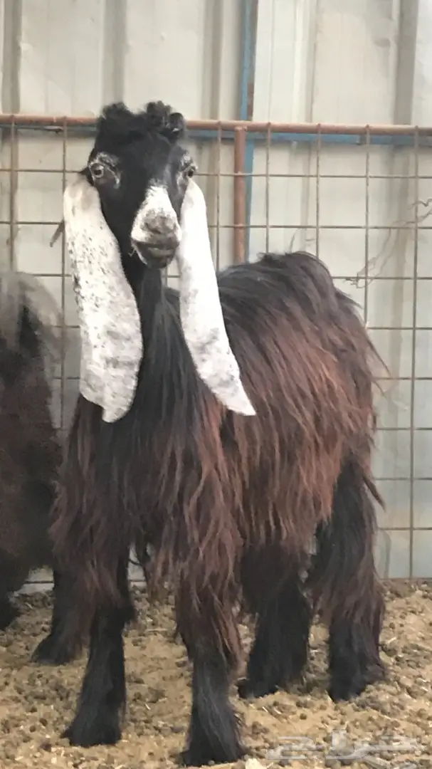 معزا عدد 23 مختلفة الاعمار شبب من مراح واحد ط (image 5)