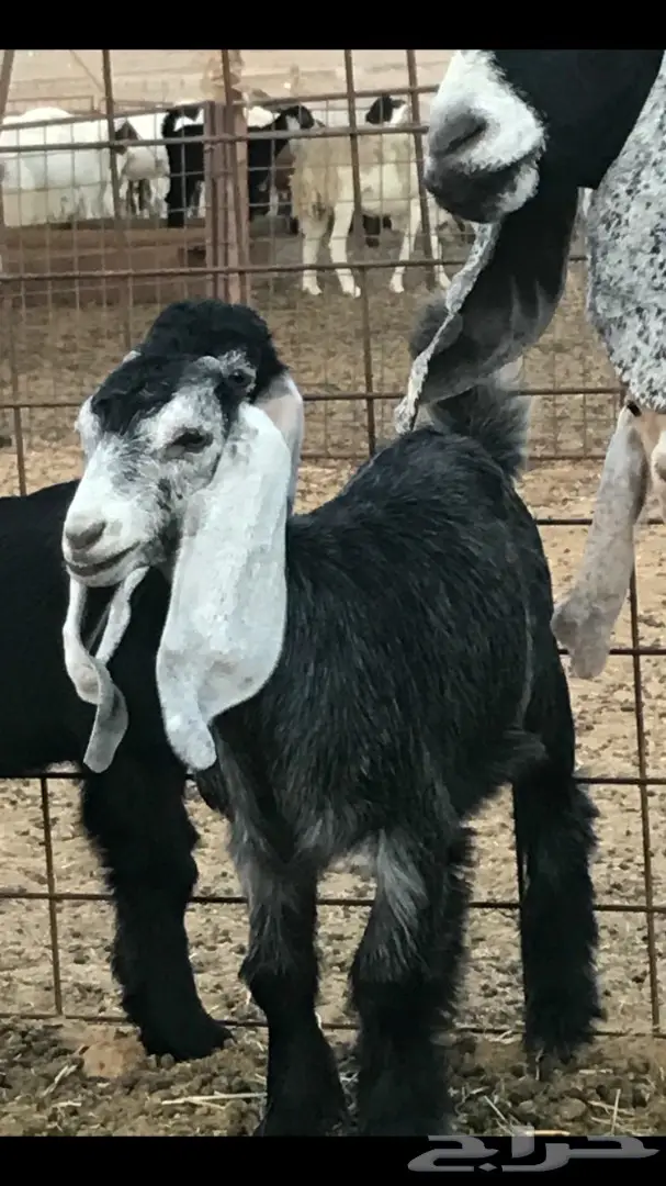 معزا عدد 23 مختلفة الاعمار شبب من مراح واحد ط (image 6)