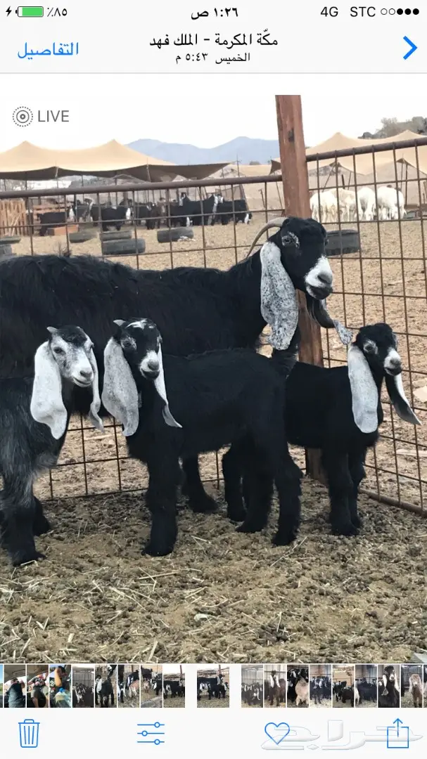 معزا عدد 23 مختلفة الاعمار شبب من مراح واحد ط (image 7)