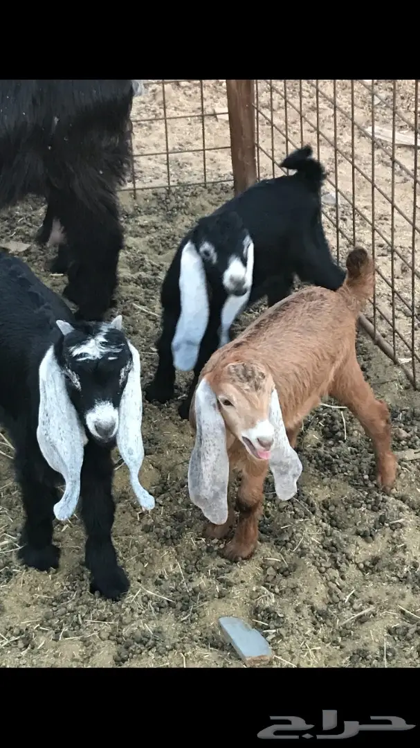 معزا عدد 23 مختلفة الاعمار شبب من مراح واحد ط (image 8)