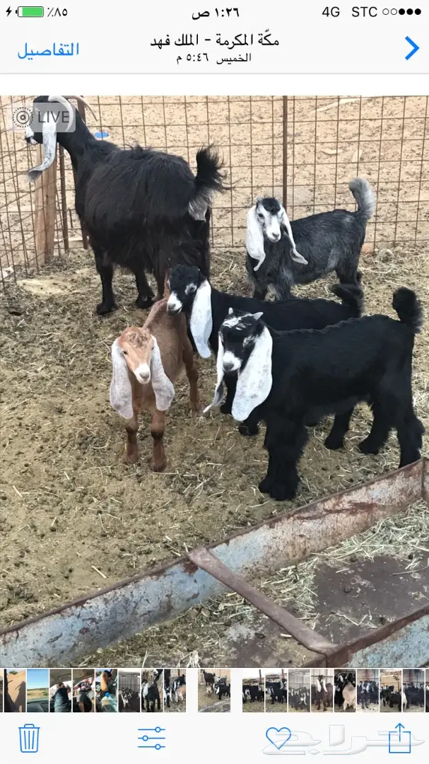 معزا عدد 23 مختلفة الاعمار شبب من مراح واحد ط (image 9)