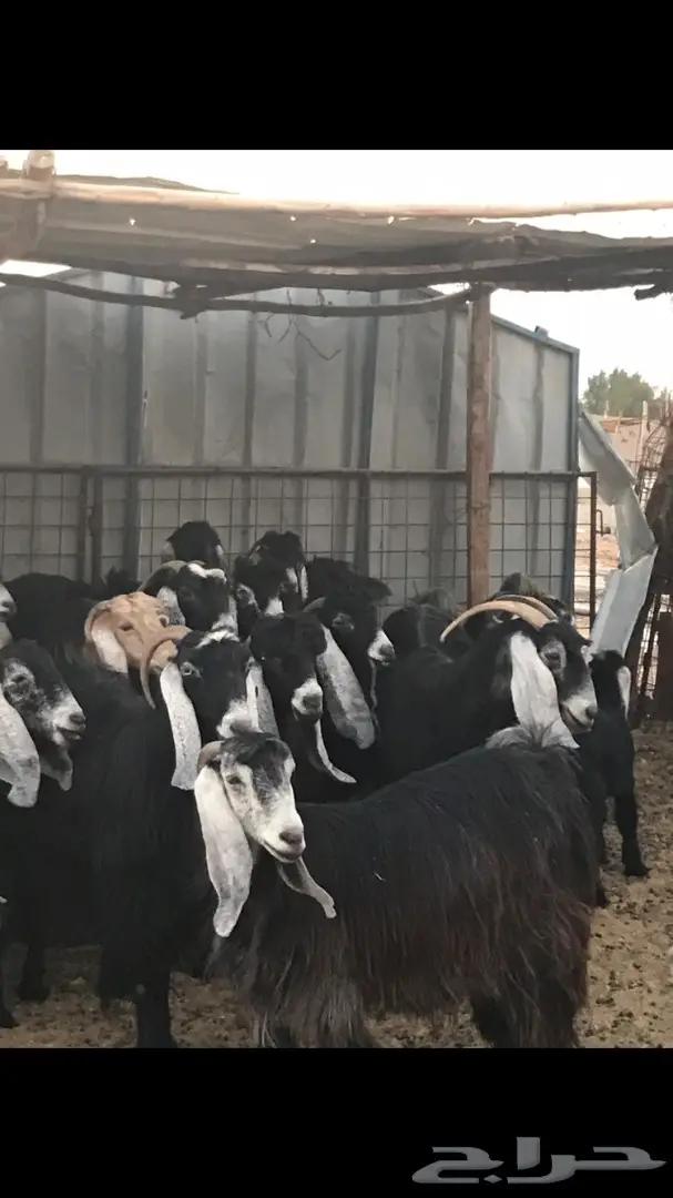 معزا عدد 23 مختلفة الاعمار شبب من مراح واحد ط (image 10)