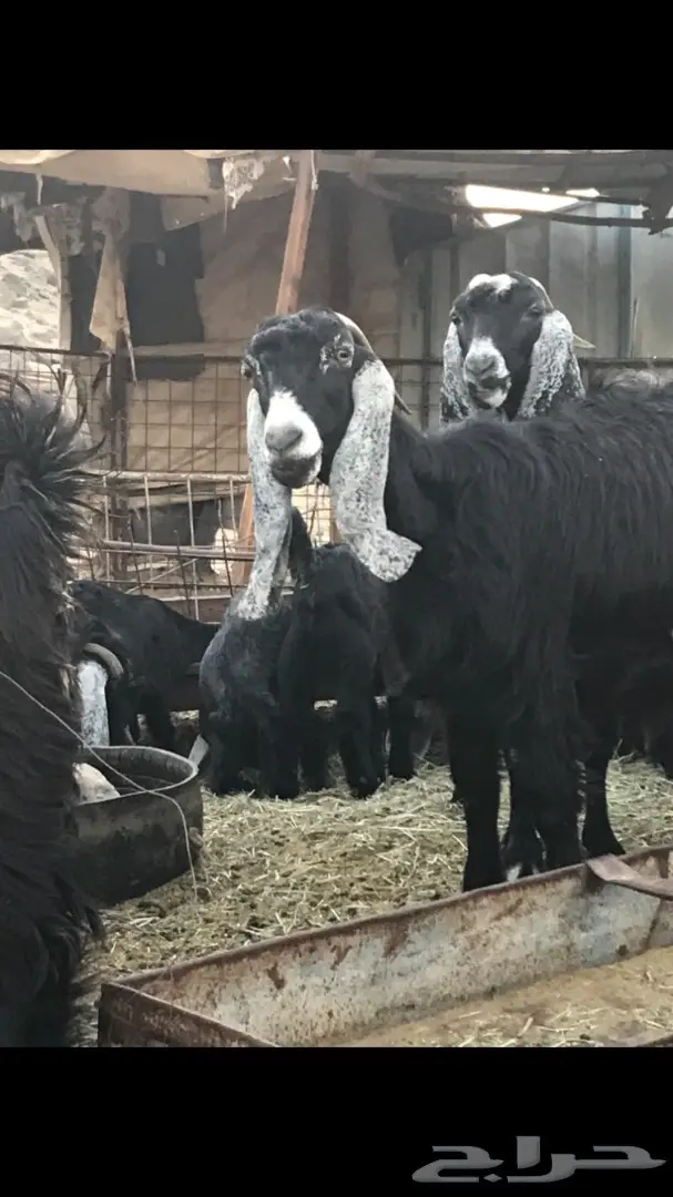 معزا عدد 23 مختلفة الاعمار شبب من مراح واحد ط (image 11)