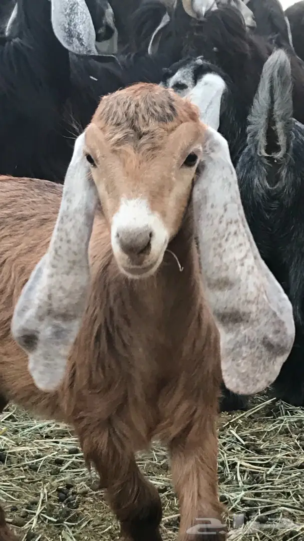 معزا عدد 23 مختلفة الاعمار شبب من مراح واحد ط (image 12)