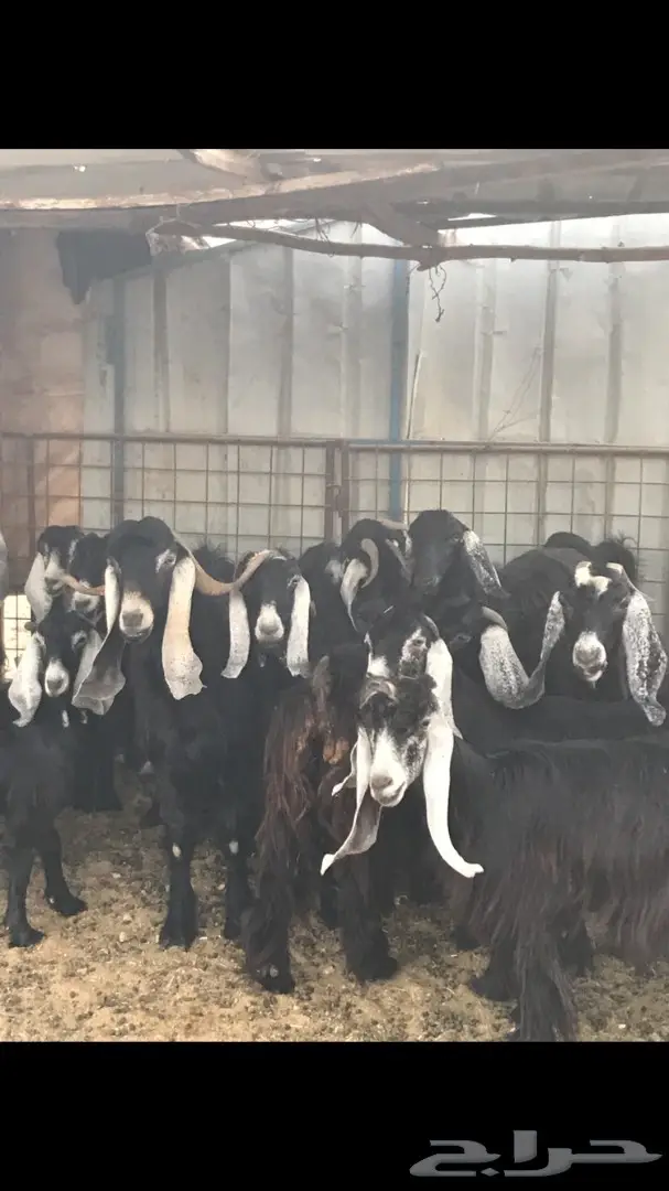 معزا عدد 23 مختلفة الاعمار شبب من مراح واحد ط (image 13)