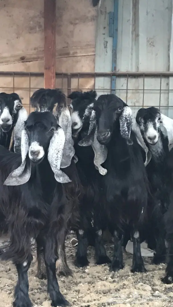 معزا عدد 23 مختلفة الاعمار شبب من مراح واحد ط (image 14)