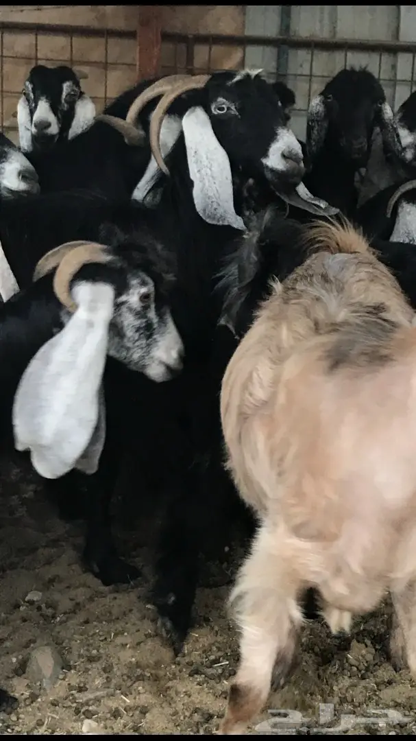 معزا عدد 23 مختلفة الاعمار شبب من مراح واحد ط (image 15)