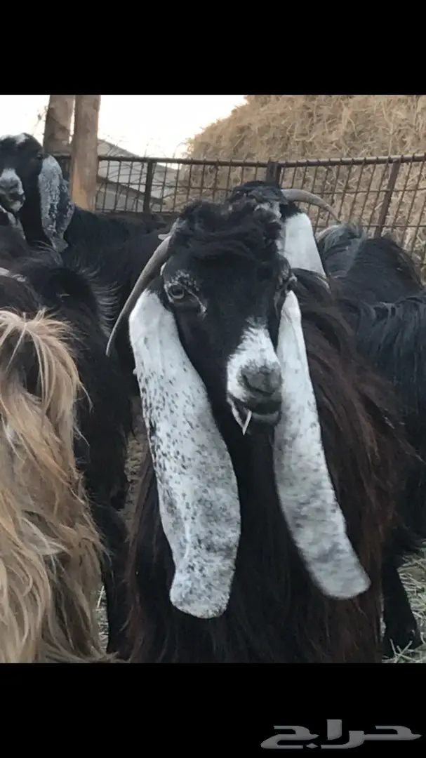 معزا عدد 23 مختلفة الاعمار شبب من مراح واحد ط (image 17)