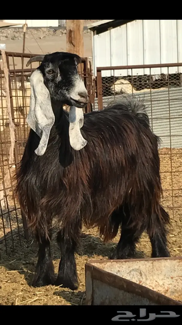 معزا عدد 23 مختلفة الاعمار شبب من مراح واحد ط (image 18)