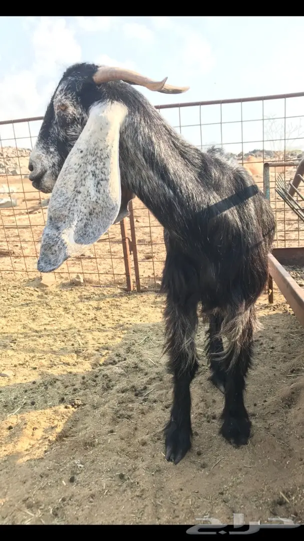 معزا عدد 23 مختلفة الاعمار شبب من مراح واحد ط (image 19)