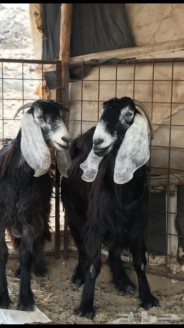 معزا عدد 23 مختلفة الاعمار شبب من مراح واحد ط (image 21)