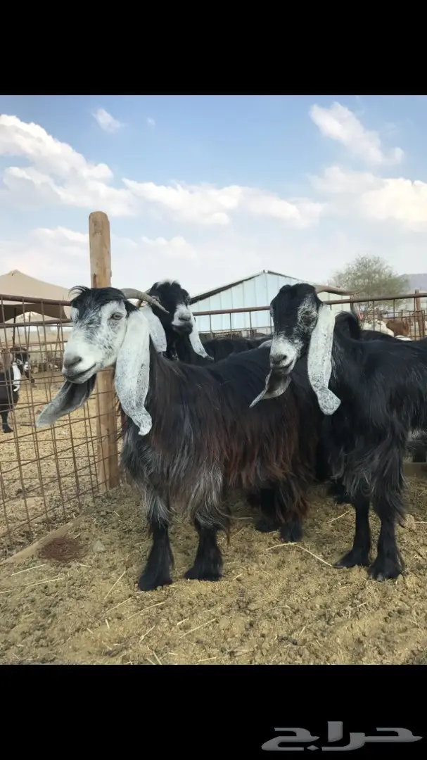 معزا عدد 23 مختلفة الاعمار شبب من مراح واحد ط (image 22)