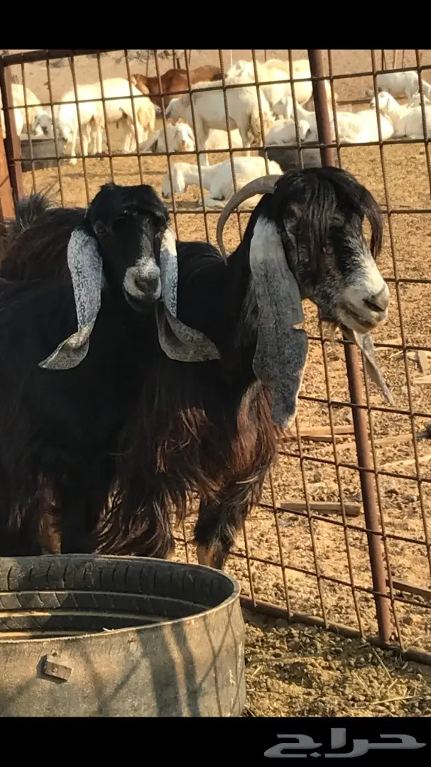 معزا عدد 23 مختلفة الاعمار شبب من مراح واحد ط (image 23)